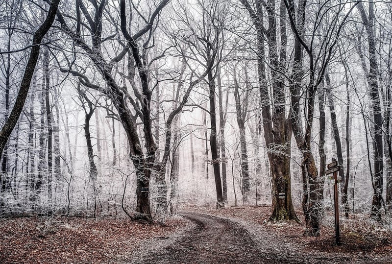 Enchanted Lighting