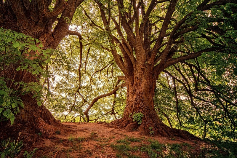 Mystical Forest